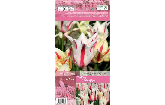 Tulpe 'Marilyn'