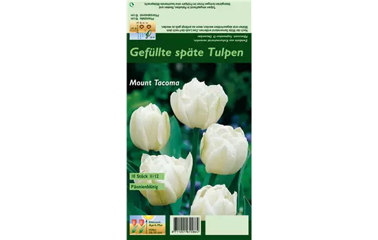 Tulpe 'Mount Tacoma'