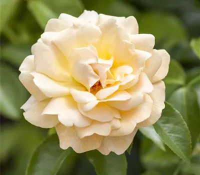 Rosen schneiden
