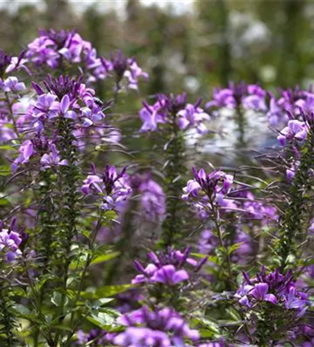 Cleome 'Señorita Rosalita'(s)