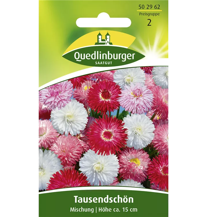 Bellis perennis