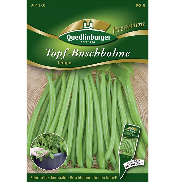 Phaseolus vulgaris var. nanus 'Tempo'