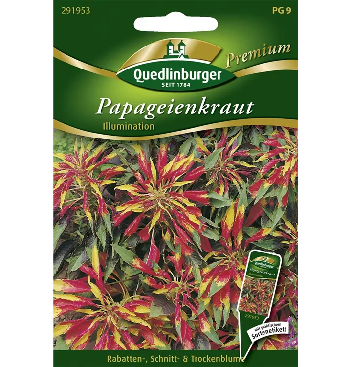 Amaranthus tricolor 'Ilumination'
