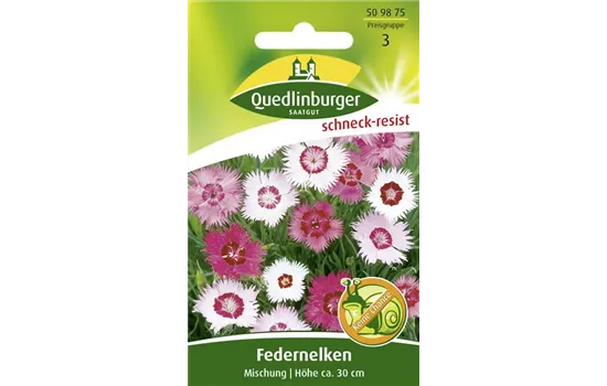 Federnelkensamen