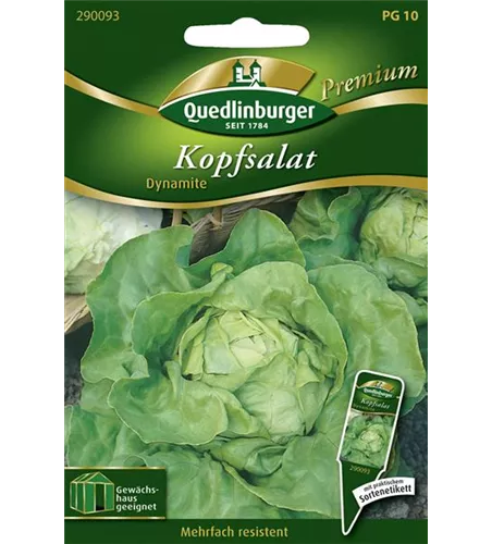 Kopfsalat 'Dynamite'