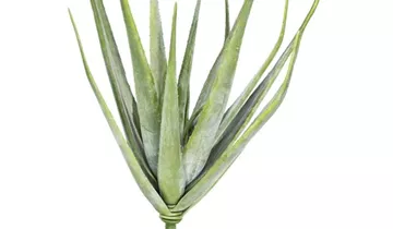 Bildvorschau