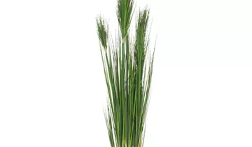 Bildvorschau