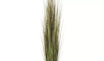 Bildvorschau