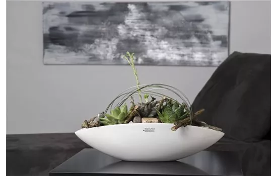 Schale Pisello creme