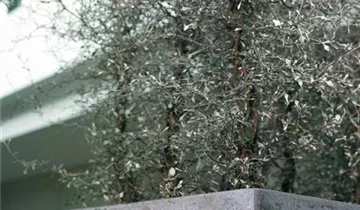Bildvorschau