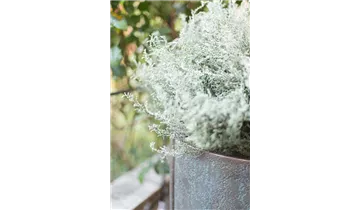 1A Garten Ammer