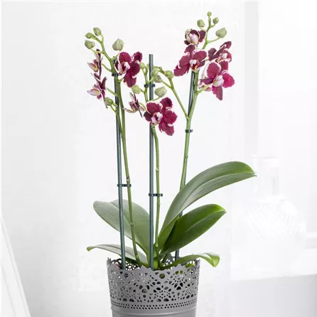 Phalaenopsis, lila