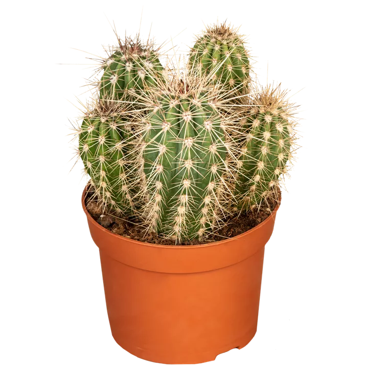 Pachycereus pringlei
