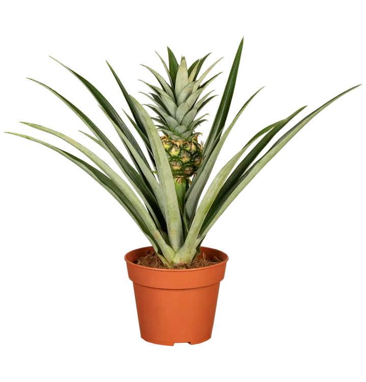 Ananas comosus