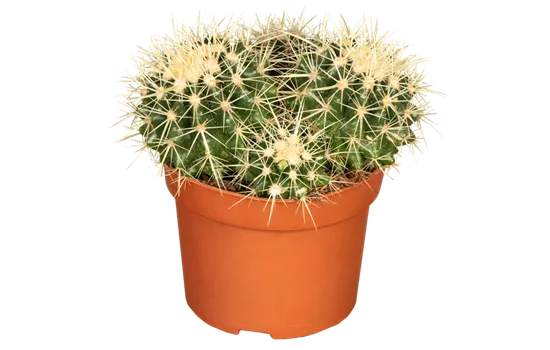 Kaktus 'Schwiegermuttersessel'