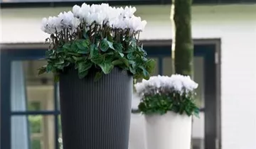 1A Garten Ammer
