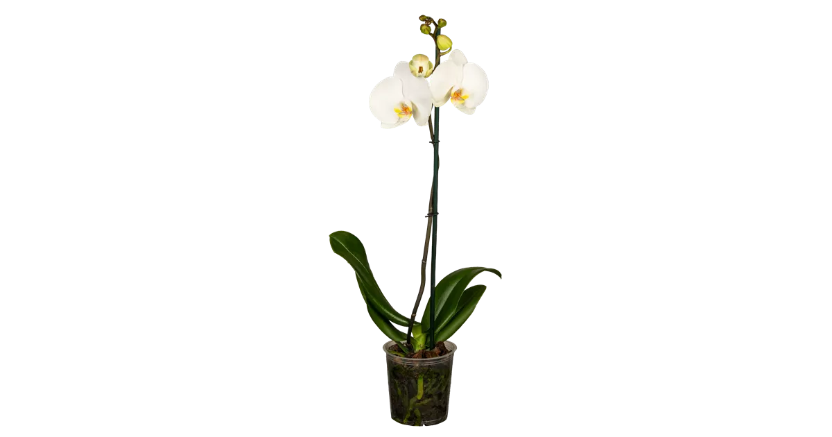 künstliche geranien wie echt 6 Stück Künstliche Geranien UV-beständige Kunstblumen für Außenbereich –  kunstblumenshop main image 1