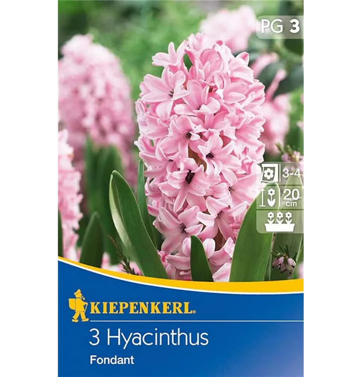 Tulpen