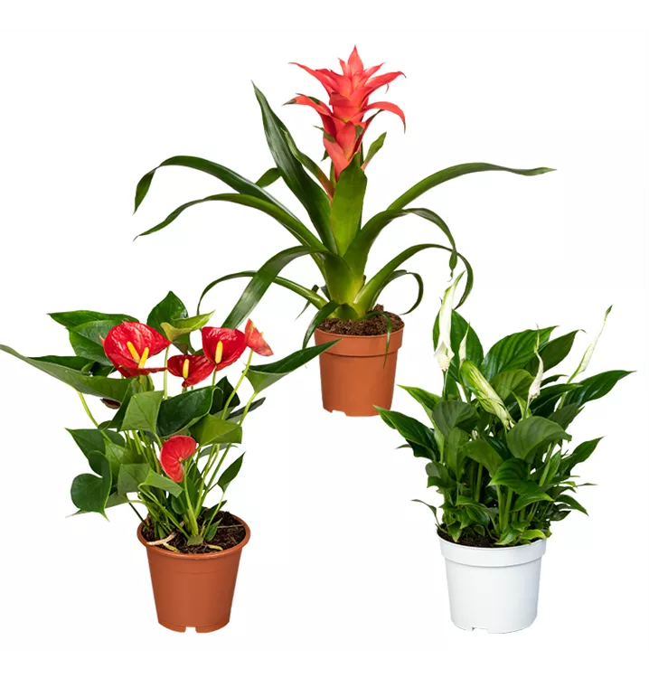 Zimmerpflanzen Set 'Blühset rot-pink'