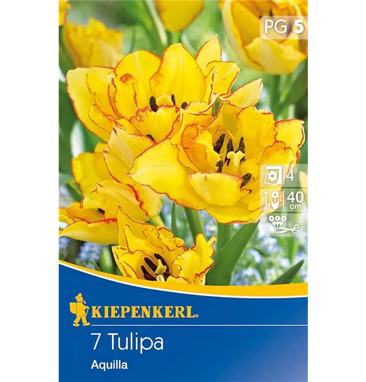 Tulpen
