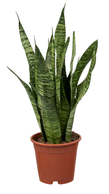 Bogenhanf, Sansevieria Zeylanica - 1A Garten Ammer