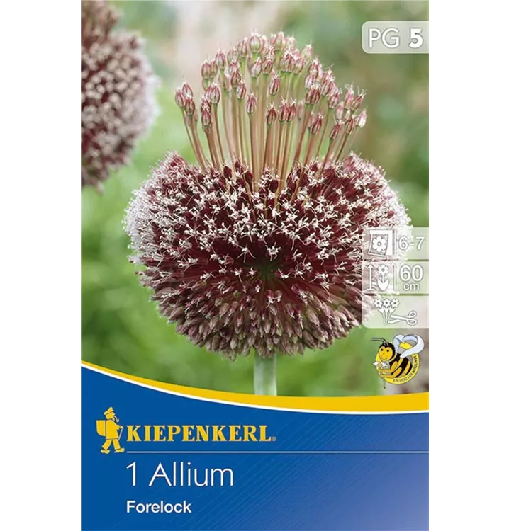 Allium