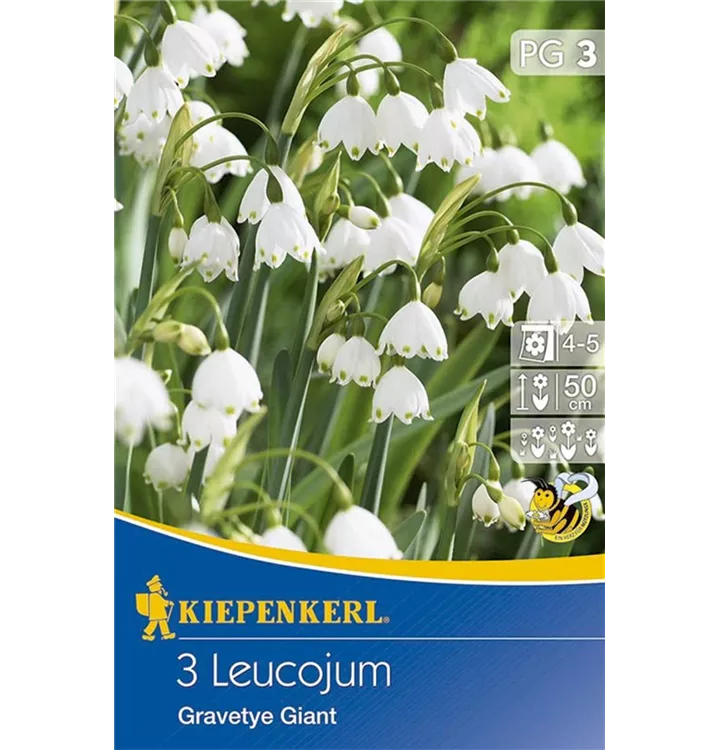Leucojum