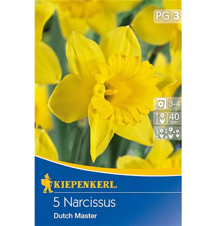Narzissen