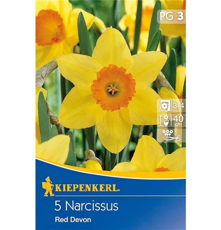 Narzissen