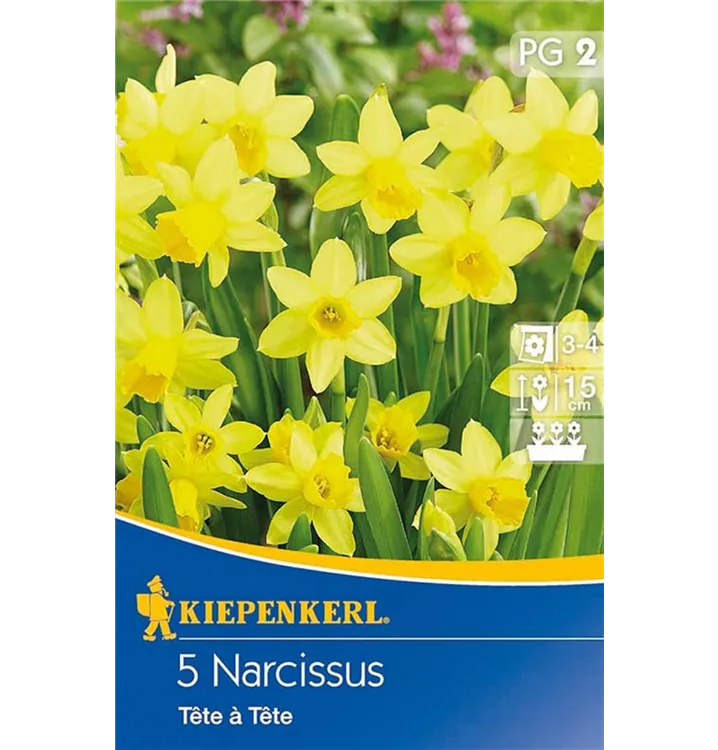 Narzissen