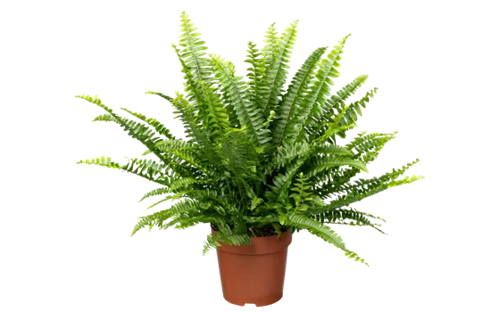 Schwertfarn 'Green Lady'