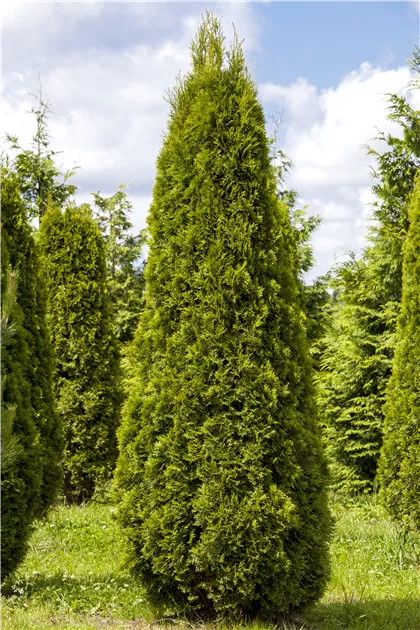 Thuja occidentalis 'Smaragd', Lebensbaum 'Smaragd' - 1A Garten Ammer