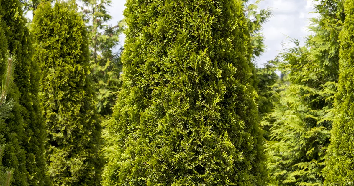thuja nadeln kompost Thuja occidentalis 'Smaragd' / Lebensbaum main image 0