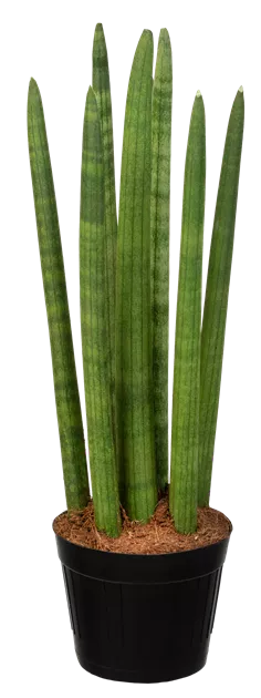 thuja wie oft gieen Lebensbaum Thuja occidentalis Smaragd 200-220 cm Hhe Ballenware