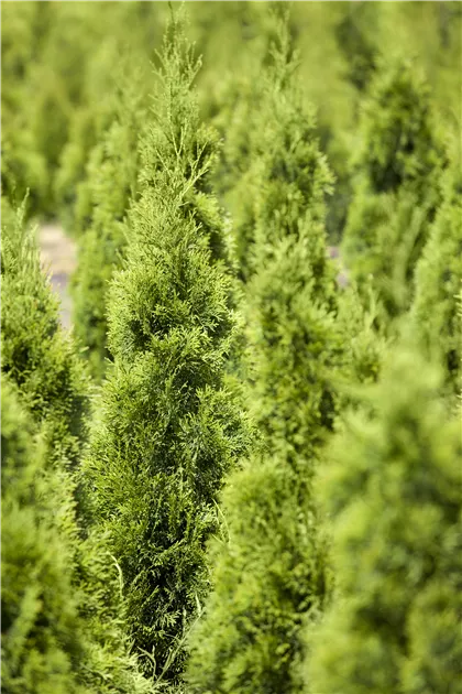 dünger thuja hecke Thuja Dünger - Mineralischer NPK Flüssigdünger mit Stickstoff main image 0