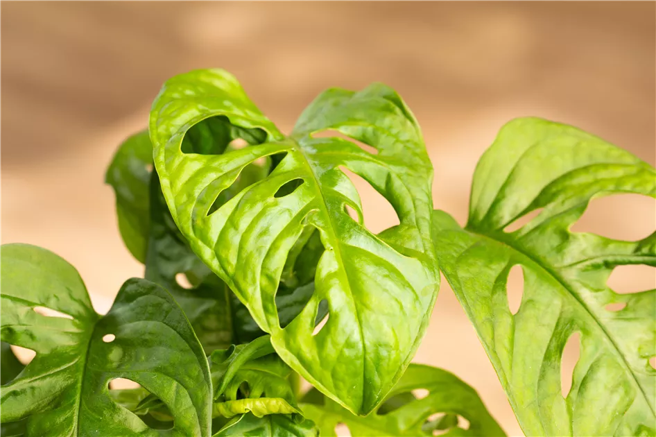 kissenbezug monstera Kissenhülle aus 100% Baumwolle mit Monstera Blattmuster