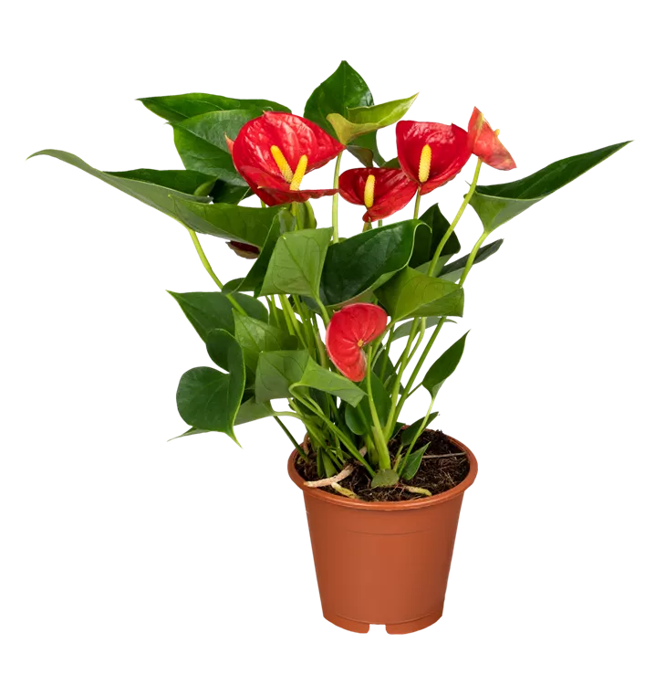 Anthurium andreanum rot