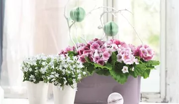 1A Garten Ammer