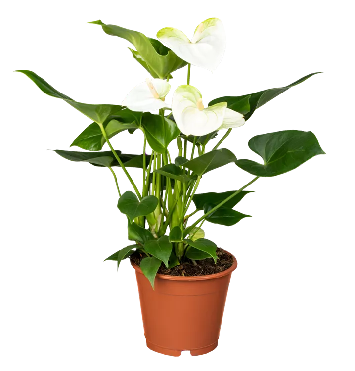 Anthurium andreanum weiß