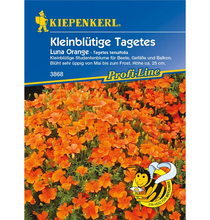 Tagetes tenuifolia 'Luna Orange'
