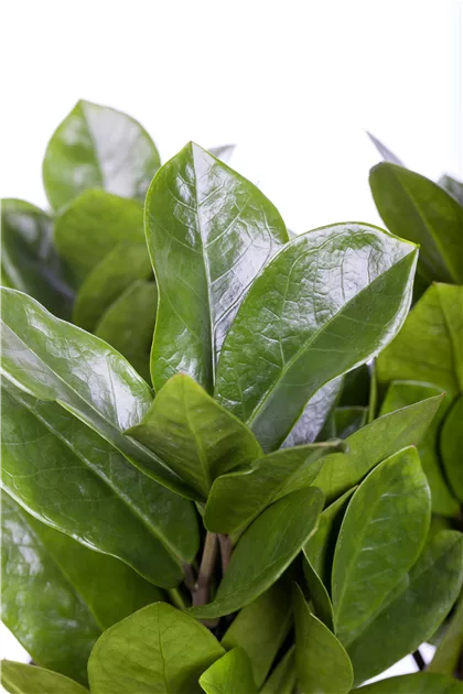 Glcksfeder, Zamioculcas - 1A Garten Ammer