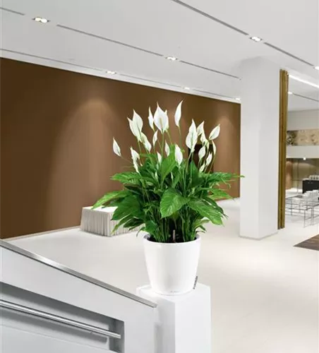 LECHUZA CLASSICO Premium 70 