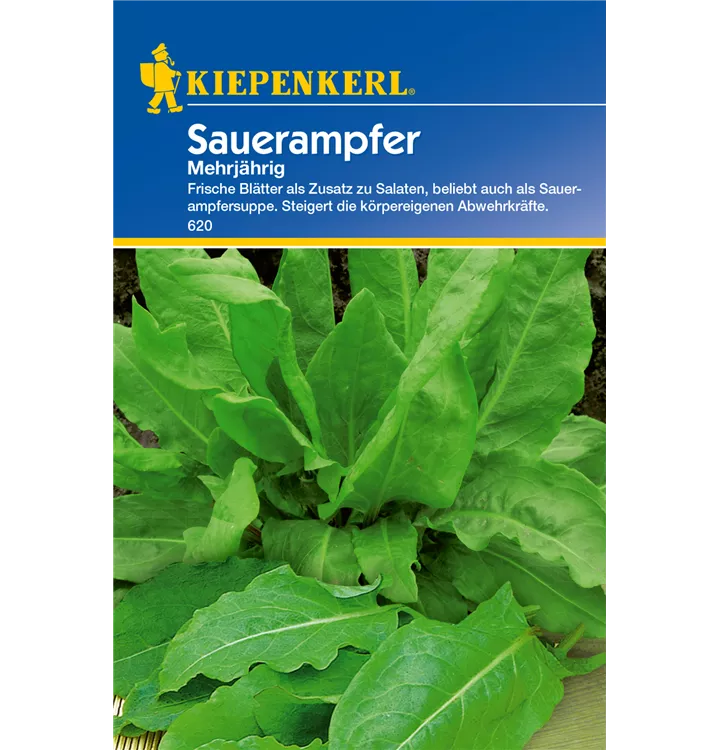 Rumex acetosa