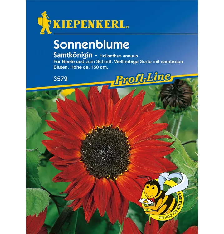Helianthus annuus 'Samtkönigin'