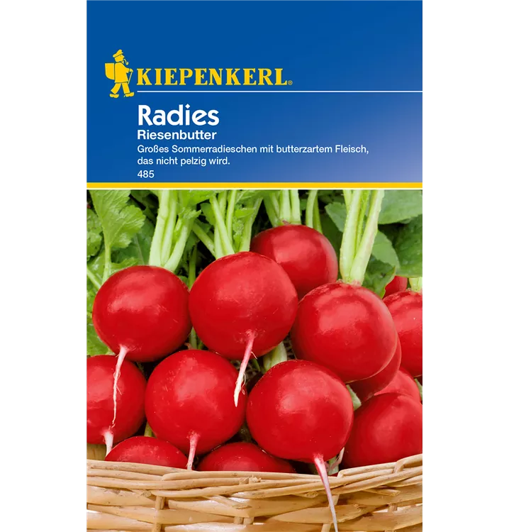Raphanus sativus var. sativus 'Riesenbutter'