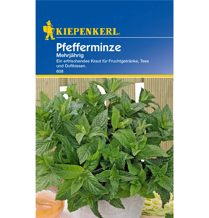 Mentha x piperita