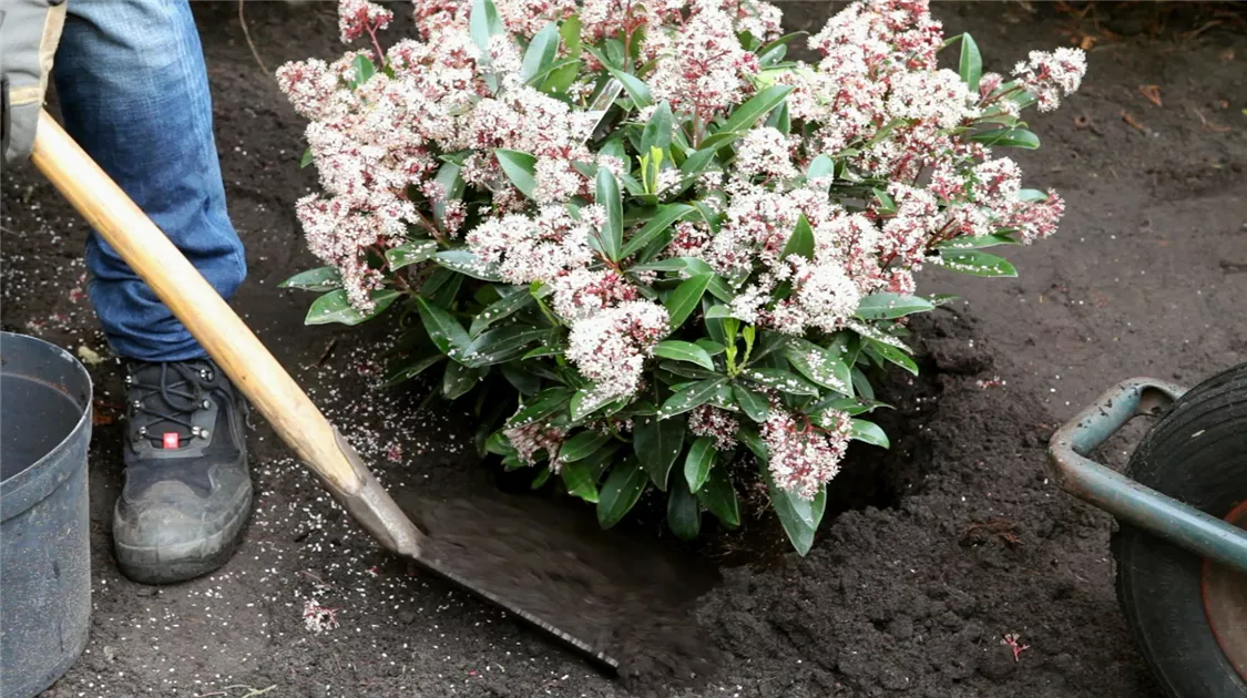Skimmie - Einpflanzen im Garten - 1A Garten Ammer
