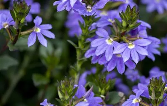 Fächerblume 'Abanico Blue'