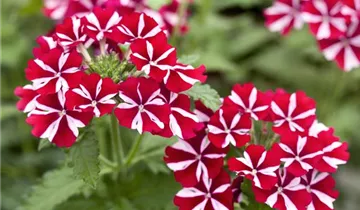 1A Garten Ammer