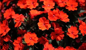 1A Garten Ammer